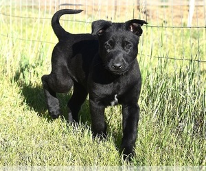 Belgian Malinois Puppy for sale in LA PINE, OR, USA