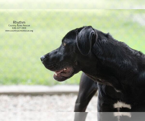 Medium Photo #5 Retriever -Unknown Mix Puppy For Sale in Manchester, MO, USA