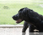Small #4 Retriever  Mix