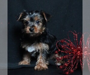 Yorkshire Terrier Puppy for sale in ROCK VALLEY, IA, USA