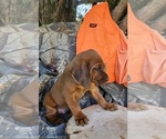 Small #3 Redbone Coonhound