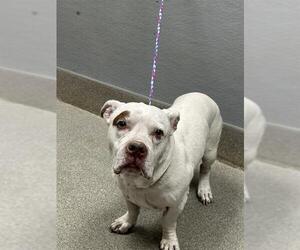 Basset Hound-Unknown Mix Dogs for adoption in Las Vegas, NV, USA