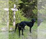 Small #2 Labrador Retriever