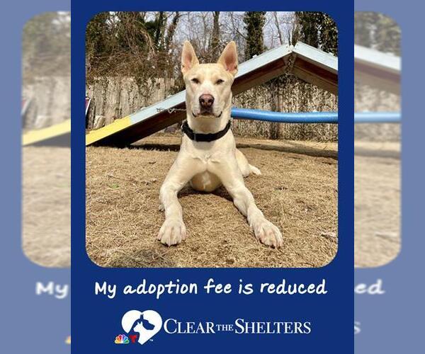 Medium Photo #1 Carolina Dog-Unknown Mix Puppy For Sale in Dedham, MA, USA