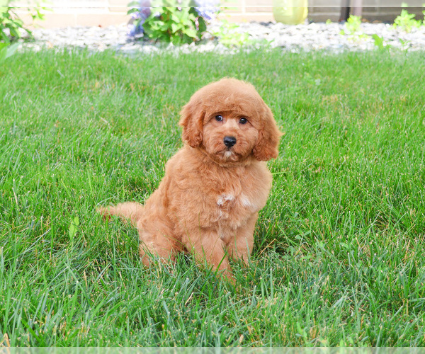 Medium Photo #5 Goldendoodle-Poodle (Toy) Mix Puppy For Sale in SYRACUSE, IN, USA