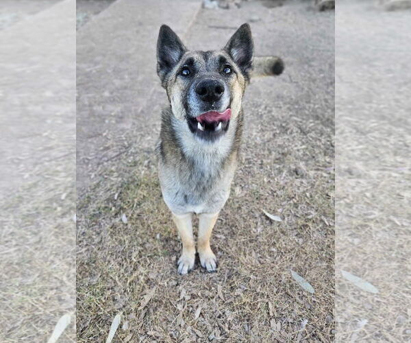 Medium Photo #4 German Shepherd Dog-Unknown Mix Puppy For Sale in El Centro, CA, USA