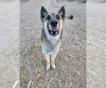 Small #3 German Shepherd Dog Mix