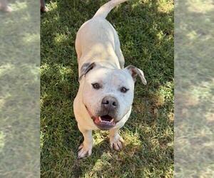 CUTIE - Male Mutt Dog for Adoption - Photo #3
