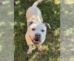 Small Photo #3 Mutt Puppy For Sale in Riverside, CA, USA