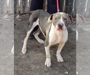 Gravity - Male Mutt Dog for Adoption - Photo #5