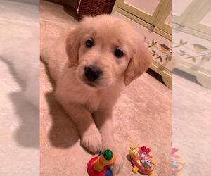 Golden Retriever Puppy for sale in CHATSWORTH, CA, USA