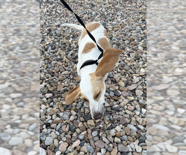 Medium Photo #5 Beagle-Unknown Mix Puppy For Sale in Sandy, UT, USA