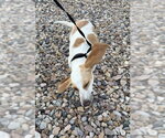 Small #4 Beagle Mix