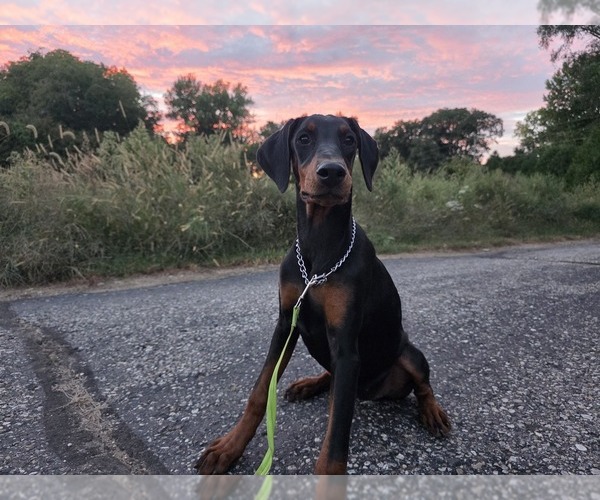 Medium Photo #8 Doberman Pinscher Puppy For Sale in WARSAW, IN, USA