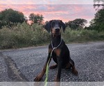 Small #7 Doberman Pinscher
