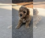 Small #2 Miniature Labradoodle