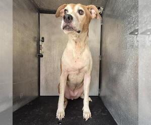 American Staffordshire Terrier-Unknown Mix Dogs for adoption in San Antonio, TX, USA