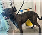 Small Catahoula Leopard Dog-Plott Hound Mix