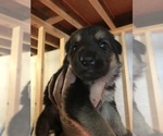 Small Photo #3 German Shepherd Dog Puppy For Sale in GRAHAM, MO, USA