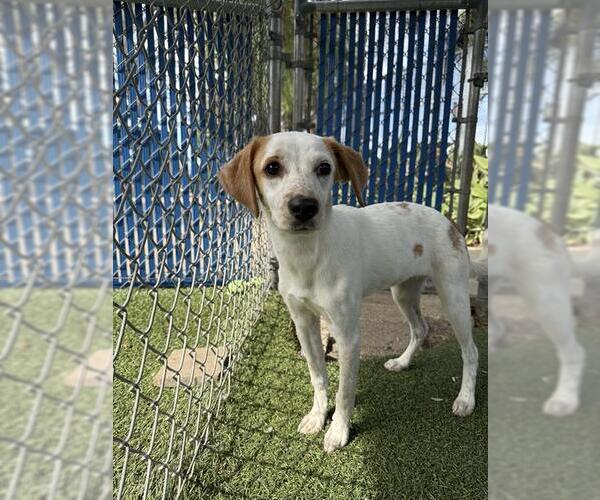 Medium Photo #1 Mutt Puppy For Sale in Chula Vista, CA, USA