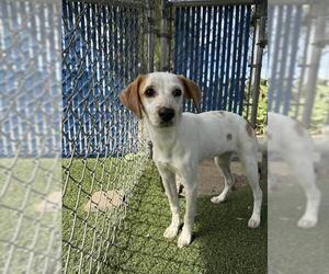 Mutt Dogs for adoption in Chula Vista, CA, USA