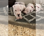 Small Photo #33 Dogo Argentino Puppy For Sale in ARLINGTON, TX, USA