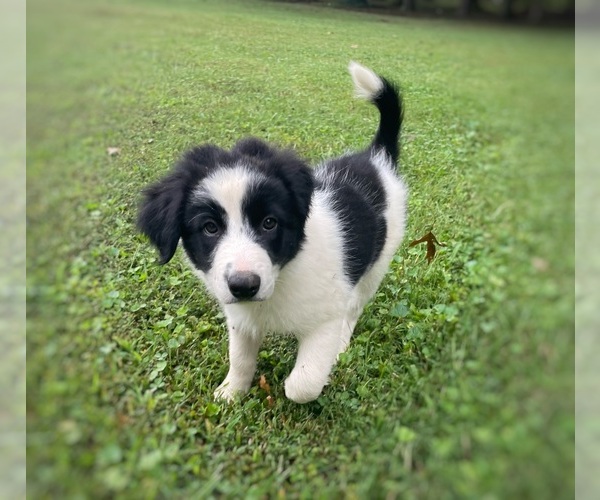 Medium Photo #2 Border Collie-Papillon Mix Puppy For Sale in CULPEPER, VA, USA