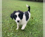 Small #1 Border Collie-Papillon Mix