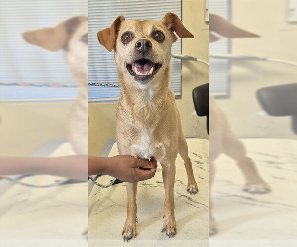 Medium Photo #1 Chiweenie Puppy For Sale in Lodi, CA, USA