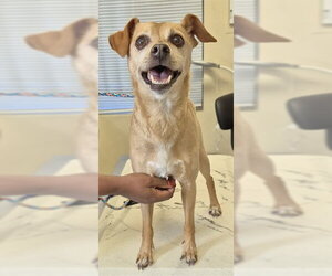 Chiweenie Dogs for adoption in Lodi, CA, USA
