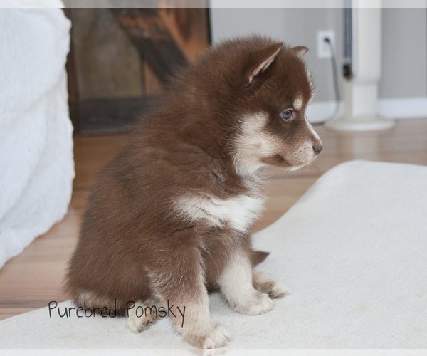 Medium Photo #3 Pomsky Puppy For Sale in KANSAS CITY, MO, USA