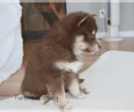 Small #2 Pomsky