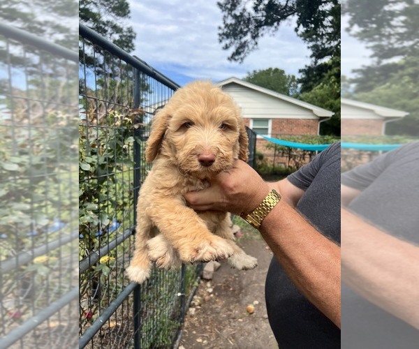 Medium Photo #10 Labradoodle mix (+ Poodle Standard) Puppy For Sale in JACKSONVILLE, NC, USA