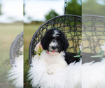 Small Photo #7 Aussiedoodle Puppy For Sale in STRAFFORD, MO, USA