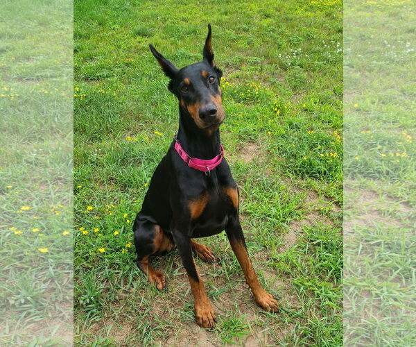Medium Photo #4 Doberman Pinscher Puppy For Sale in Minneaoplis, MN, USA