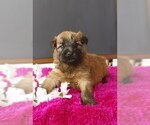 Small Photo #2 Soft Coated Wheaten Terrier Puppy For Sale in BROOK PARK, PA, USA