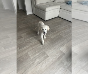 English Cream Golden Retriever Puppy for sale in ATLANTA, GA, USA