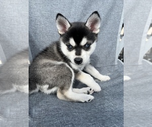 Siberian Husky Puppy for Sale in LA CROSSE, Wisconsin USA