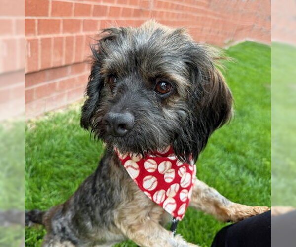 Medium Photo #3 Cocker Spaniel-Unknown Mix Puppy For Sale in Arlington, VA, USA