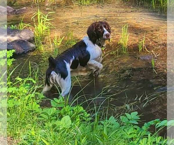 Medium Photo #20 English Springer Spaniel Puppy For Sale in PENDLETON, OR, USA