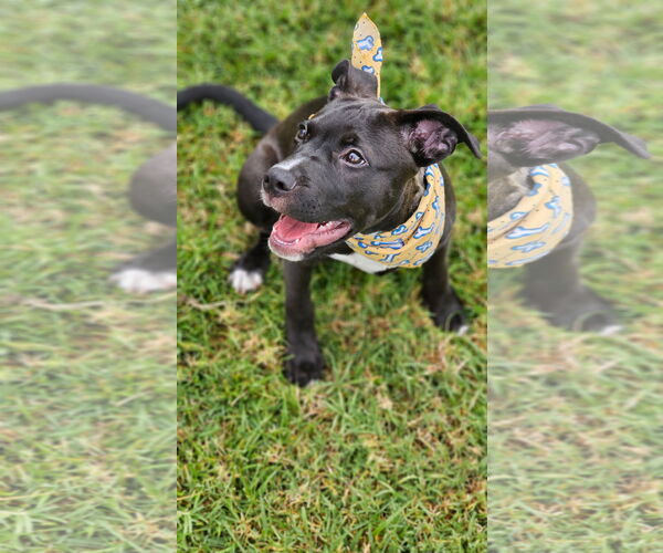 Medium Photo #8 American Pit Bull Terrier-Labrador Retriever Mix Puppy For Sale in San Diego, CA, USA