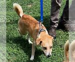Small #1 Labrador Retriever Mix