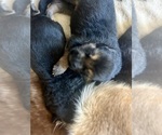 Small #6 German Shepherd Dog