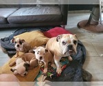 Small Photo #12 Bulldog Puppy For Sale in GIBSONIA, PA, USA