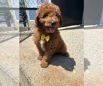Small Goldendoodle (Miniature)