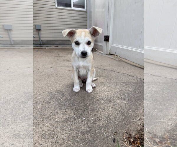 Medium Photo #4 Mutt Puppy For Sale in Sandy, UT, USA