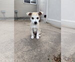 Small Photo #4 Mutt Puppy For Sale in Sandy, UT, USA
