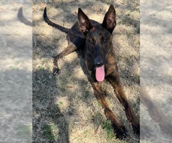 Medium Photo #2 Mutt Puppy For Sale in Texas City, TX, USA