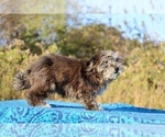 Small #28 ShihPoo