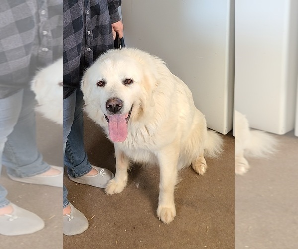 Medium Photo #1 Great Pyrenees Puppy For Sale in NISSWA, MN, USA